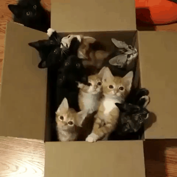냥이 박스.gif | 인스티즈