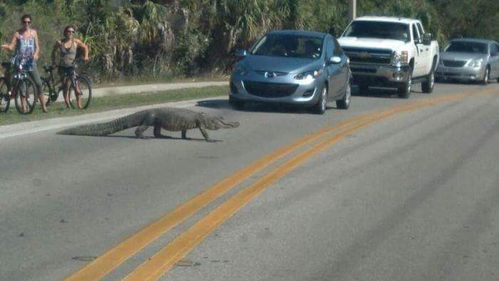미국 플로리다주 시민들의 흔한 일상 | 인스티즈