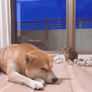 길좀 비키라냥.GIF | 인스티즈