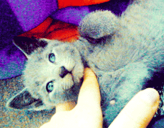 순딩이가 많고 러블리하게 생긴 고양이 러시안 블루.jpgif (줄여서도 러블인것) | 인스티즈