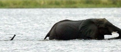 태어나긴 코끼리로태어났는데 .. 코끼리가 뭔지잘모르는듯? | 인스티즈