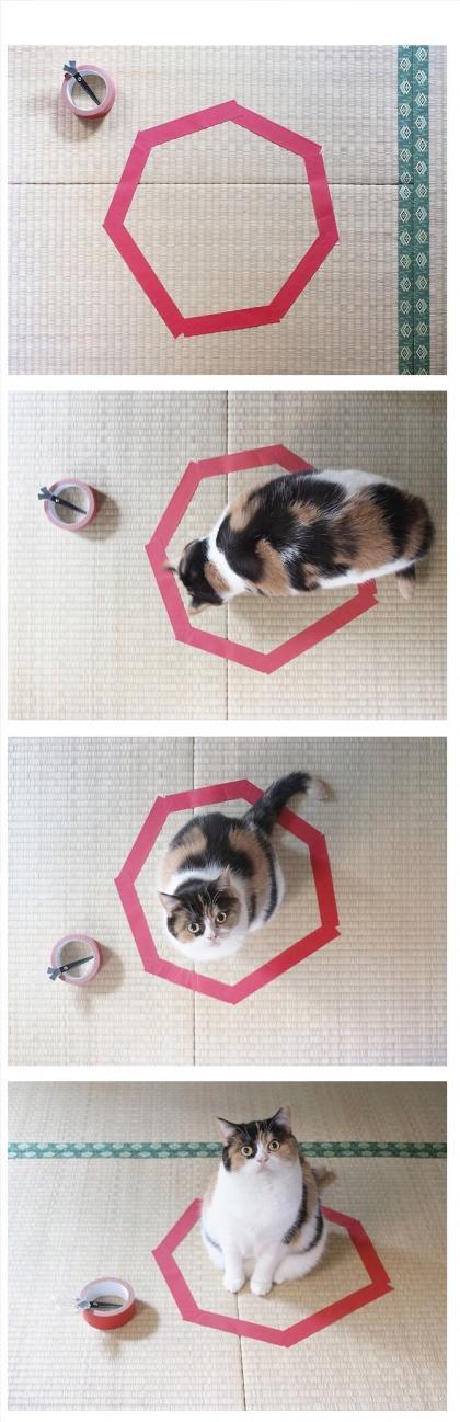 고양이들이 가지고 있는 상자 바이러스 | 인스티즈