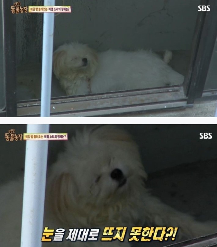 이유없는 강아지 학대 | 인스티즈