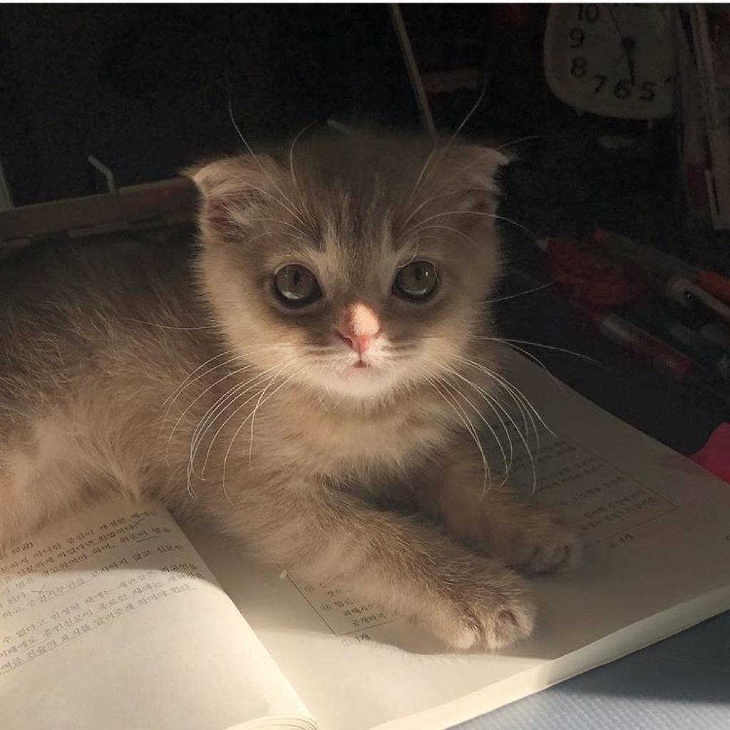 공시생 공부 방해하는 고양이.jpg | 인스티즈