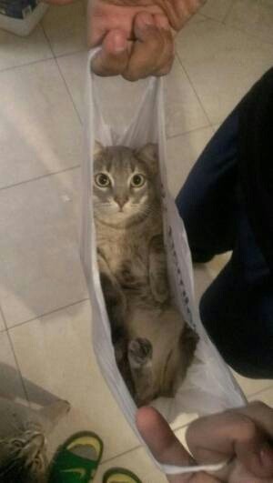 고양이들이 가지고 있는 상자 바이러스 | 인스티즈