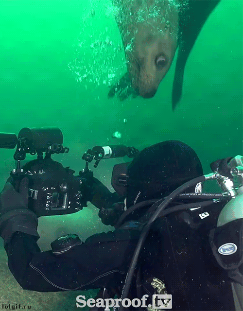 바다 속 물개 | 인스티즈