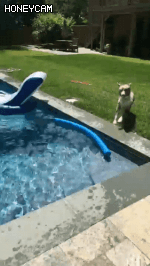 주인님이 물에 빠졌다! | 인스티즈