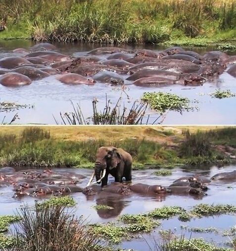 하마의 공격성 | 인스티즈