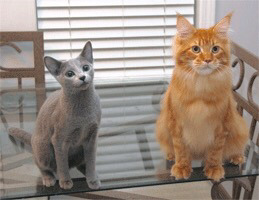 순딩이가 많고 러블리하게 생긴 고양이 러시안 블루.jpgif (줄여서도 러블인것) | 인스티즈