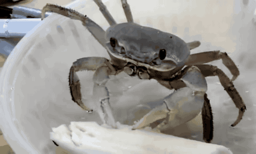 바나나 마시쩡 | 인스티즈