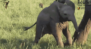 태어나긴 코끼리로태어났는데 .. 코끼리가 뭔지잘모르는듯? | 인스티즈