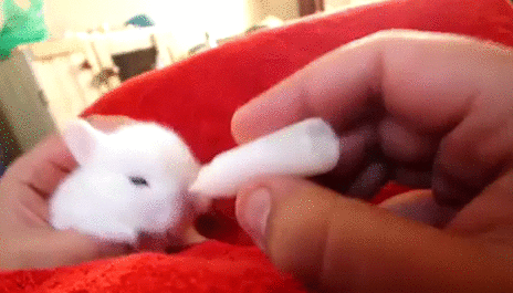 아기토끼 우유 먹이기.gif | 인스티즈