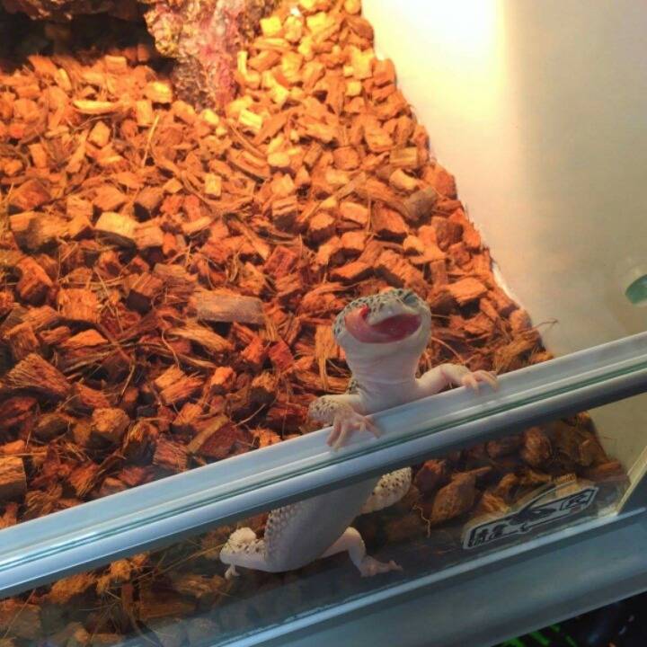 사람한테 끼부리는 도마뱀.jpg | 인스티즈