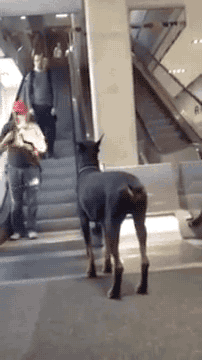 에스컬레이터 앞에서 주인 기다리는 개 | 인스티즈