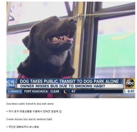 반려견 공원으로 간 강아지 | 인스티즈