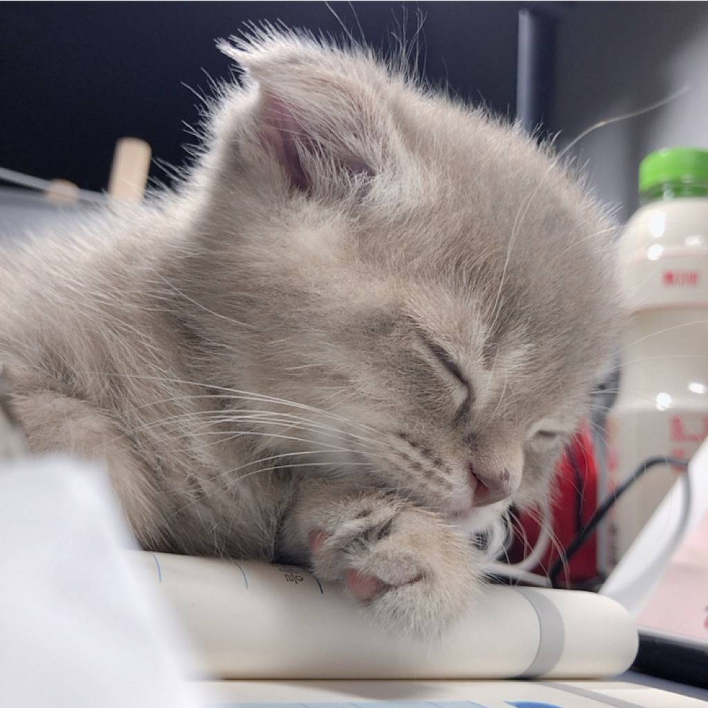 공시생 공부 방해하는 고양이.jpg | 인스티즈