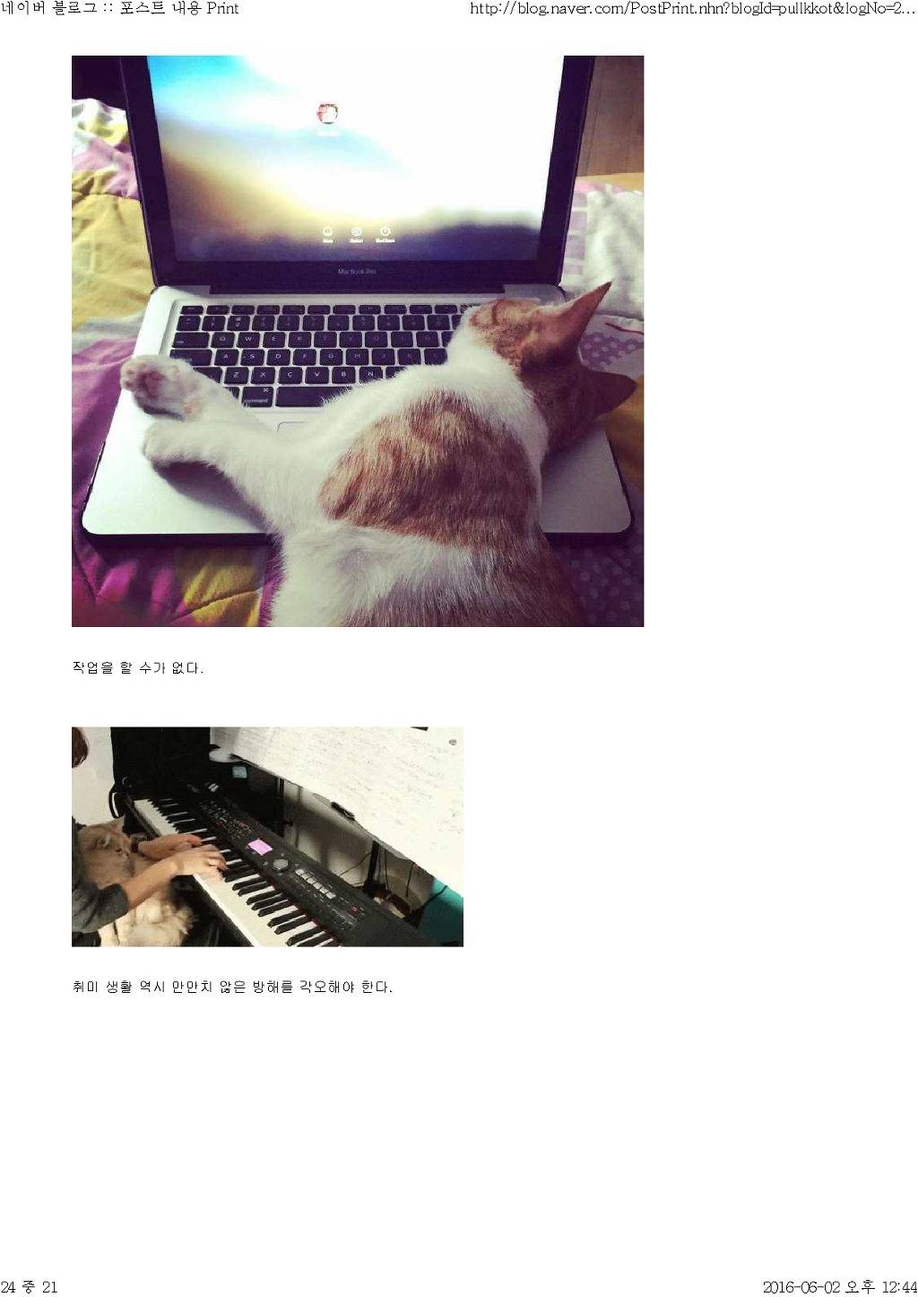 고양이와 함께 산다는것 | 인스티즈