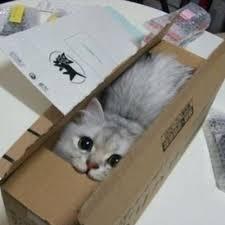 고양이들이 가지고 있는 상자 바이러스 | 인스티즈