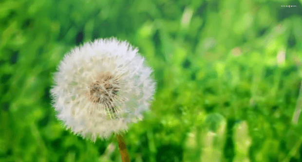 봄이 오면 볼 수 있는 모습 | 인스티즈