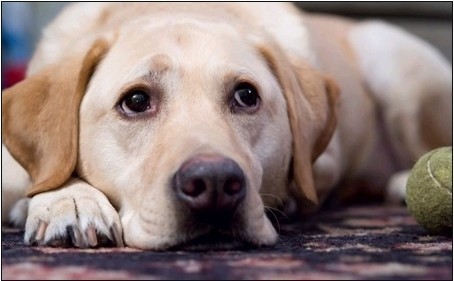 반려동물 키우는 사람들의 흔한 고민거리 | 인스티즈