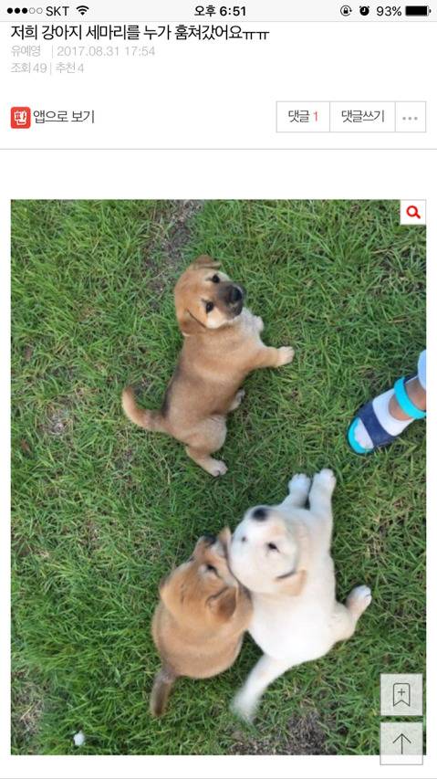 강아지 세마리를 누가 훔쳐갔습니다 도와주세요ㅠㅠㅠ | 인스티즈