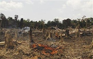 숲에 나무가 네 그루 있으면?? | 인스티즈