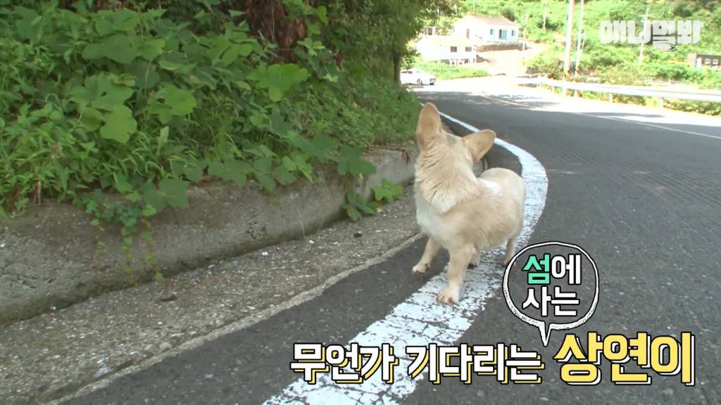 혼자 버스타고 지인 만나러 가는 강아지 상연이.jpg | 인스티즈