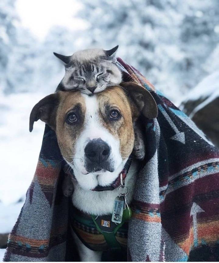 개와 고양이가 함께하는 여행 | 인스티즈