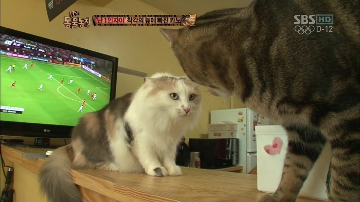 흥미로운 고양이들의 세계 | 인스티즈