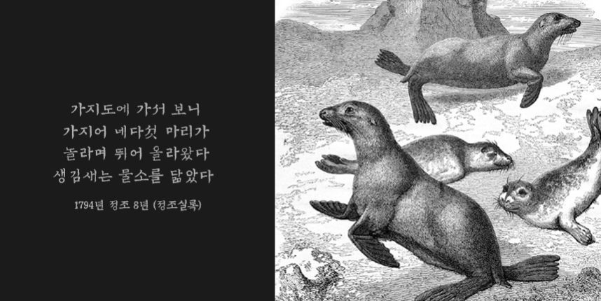 강치가 뭐게 | 인스티즈