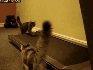 미친듯이 몸 만드는 고양이들.gif | 인스티즈