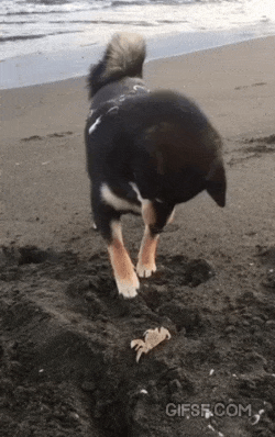 게를 처음 본 댕댕이 | 인스티즈