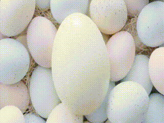 고양이 탄생의 비밀 | 인스티즈