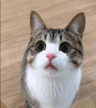 심장 조심.gif | 인스티즈