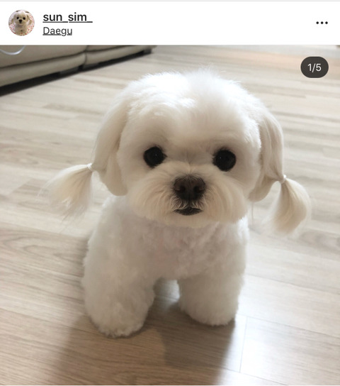팔로워6만 견스타 말티즈 순심이 | 인스티즈