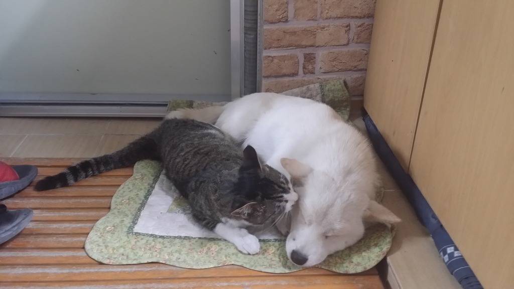 유난히 사이좋은 고양이와 개.jpg | 인스티즈