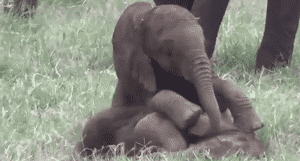 태어나긴 코끼리로태어났는데 .. 코끼리가 뭔지잘모르는듯? | 인스티즈