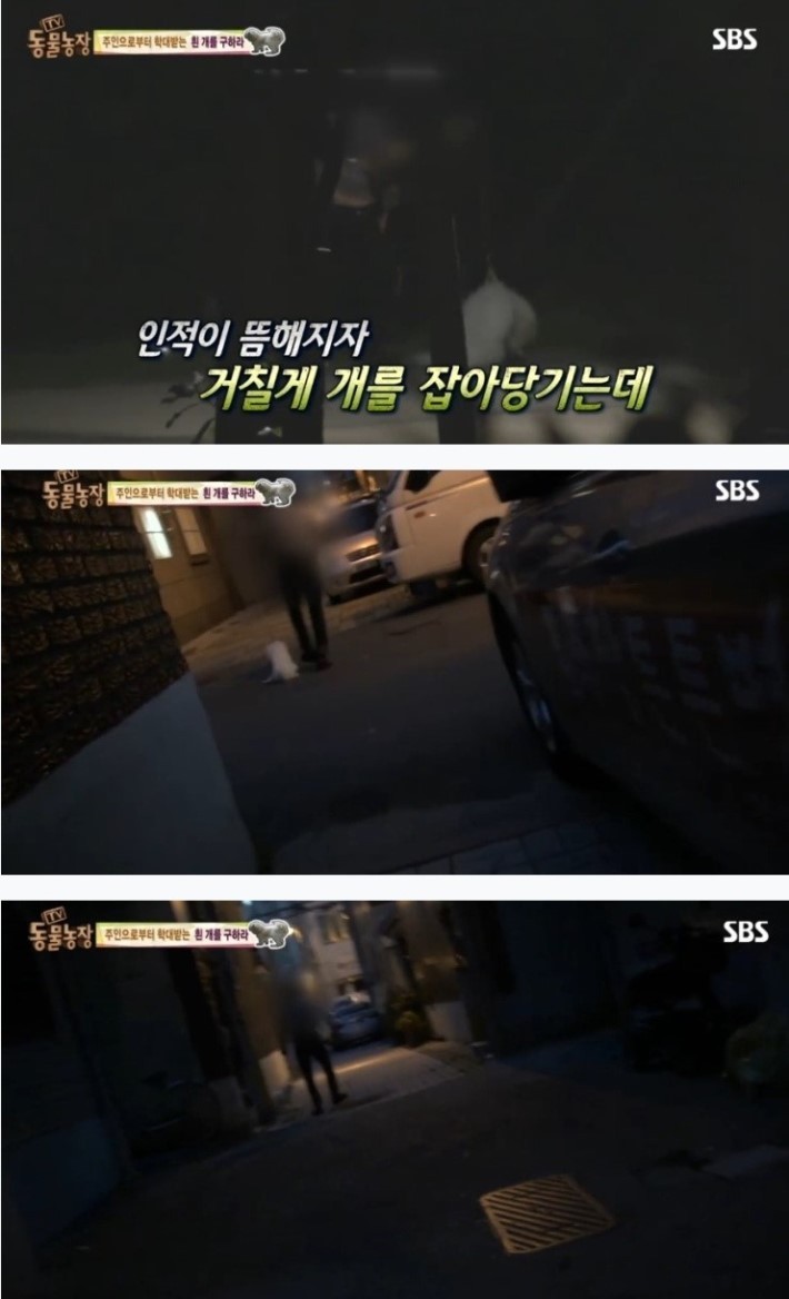 이유없는 강아지 학대 | 인스티즈