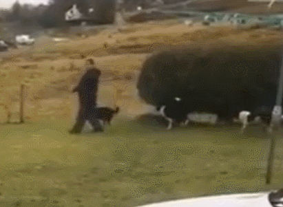 서로 다른 종의 동물을 같이 키웠을때 생길수있는일.gif | 인스티즈