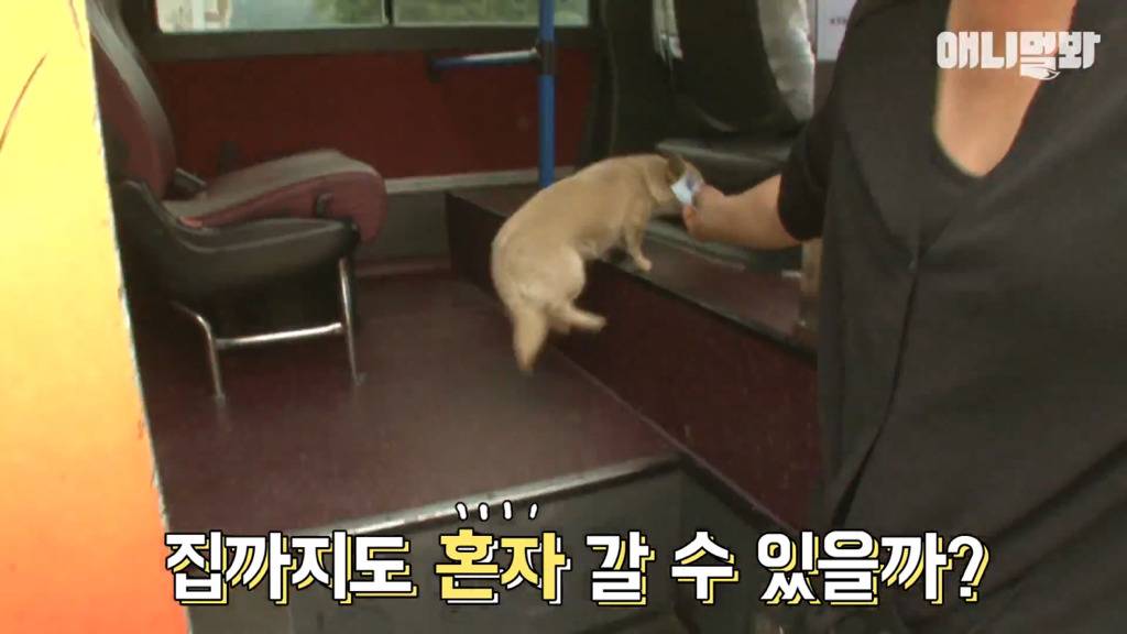 혼자 버스타고 지인 만나러 가는 강아지 상연이.jpg | 인스티즈