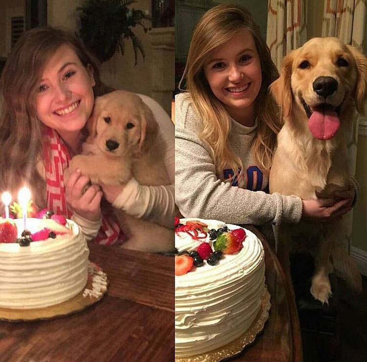 대형견의 매력❤️ (feat.성장과정) | 인스티즈