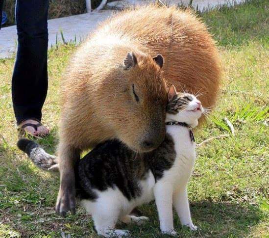 친화력 쩌는 동물.jpg | 인스티즈