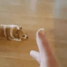 반려견의 고충 | 인스티즈