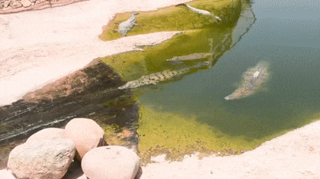 워터슬라이드 타는 악어.gif | 인스티즈