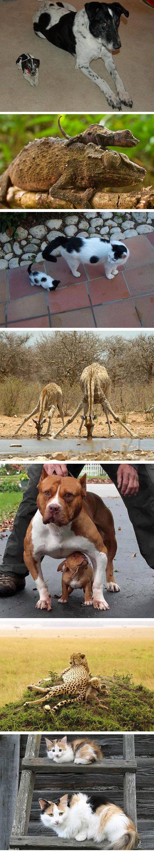 자신의 미니미들과 함께 찍은 부모동물들 | 인스티즈