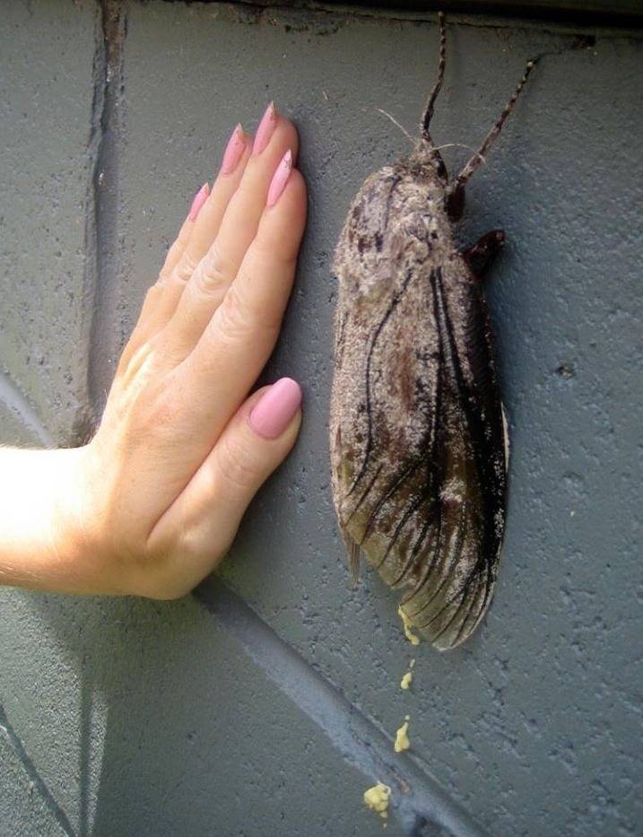 1000만원 받고 나방 한마리 꼭꼭 씹어먹기 vs 돈 안받고 안먹기 | 인스티즈