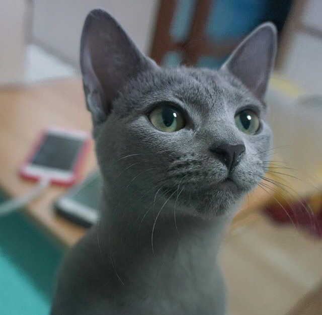 순딩이가 많고 러블리하게 생긴 고양이 러시안 블루.jpgif (줄여서도 러블인것) | 인스티즈