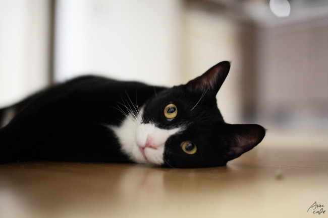 길에서 한번 쯤 마주쳤던 고양이 코 리 안 숏 헤 어! | 인스티즈