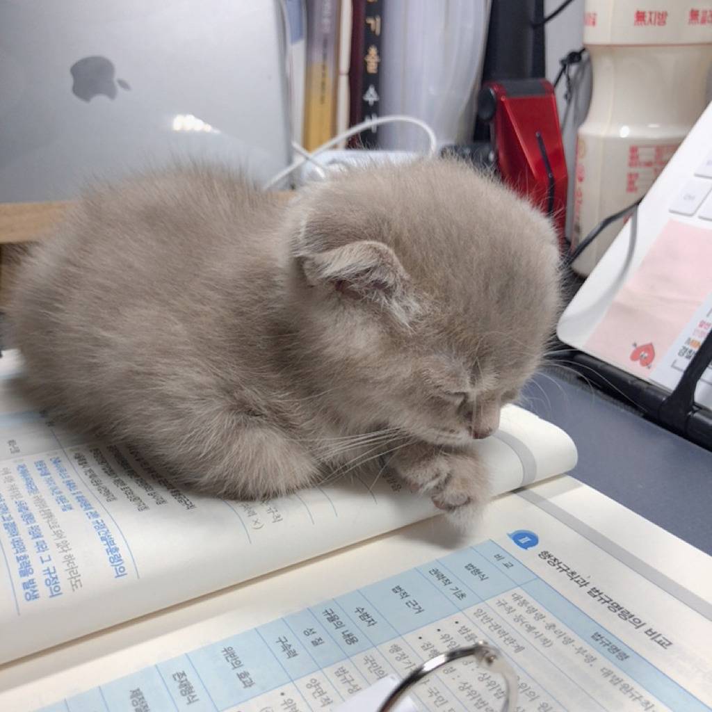 공시생 공부 방해하는 고양이.jpg | 인스티즈