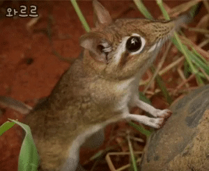 코끼리땃쥐 | 인스티즈